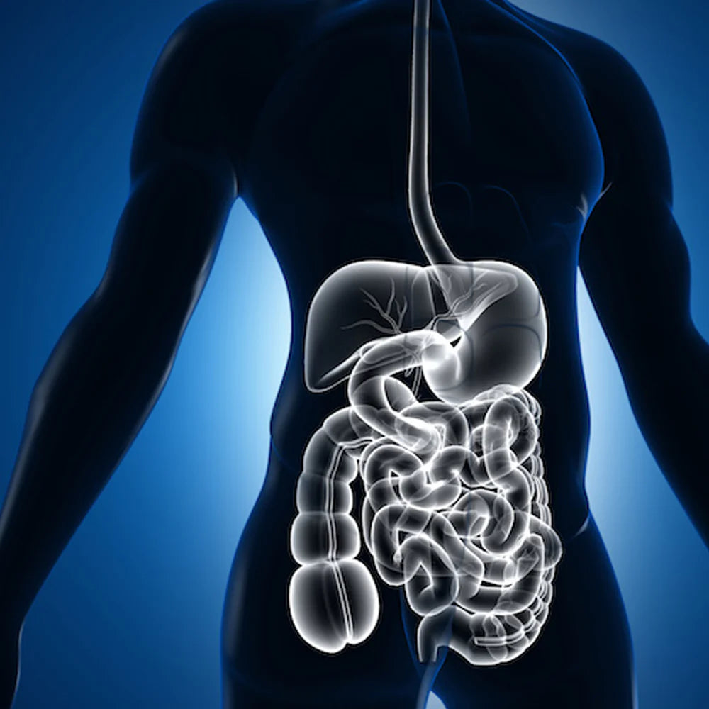 The Ultimate Guide to Improving Gut Health