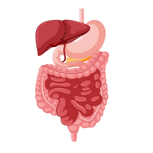 Gut & Digestive System
