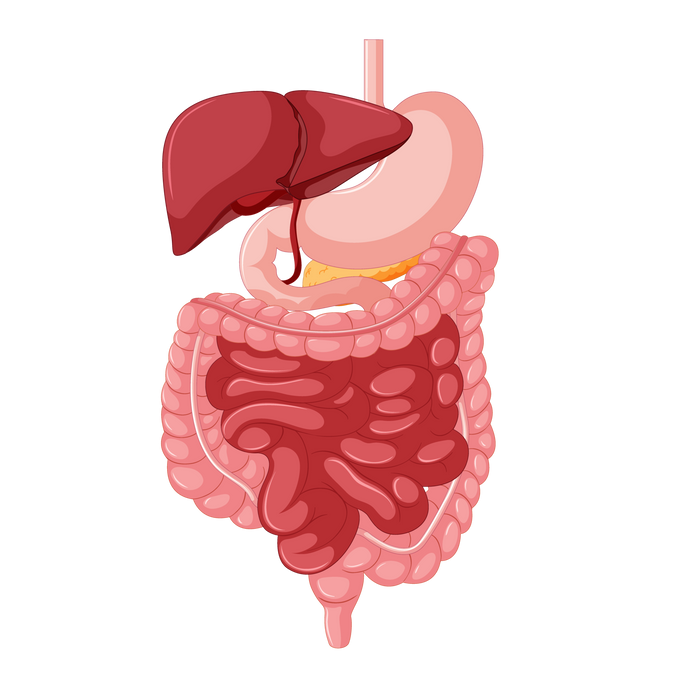 Gut & Digestive System