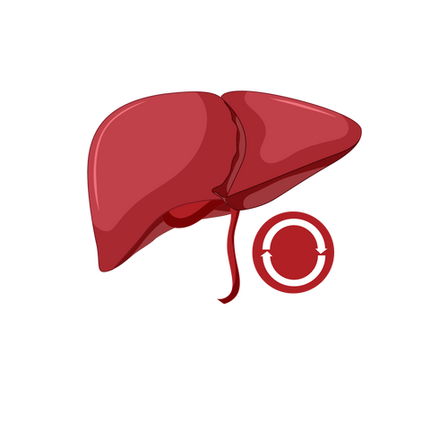 Liver Detoxification Pathways