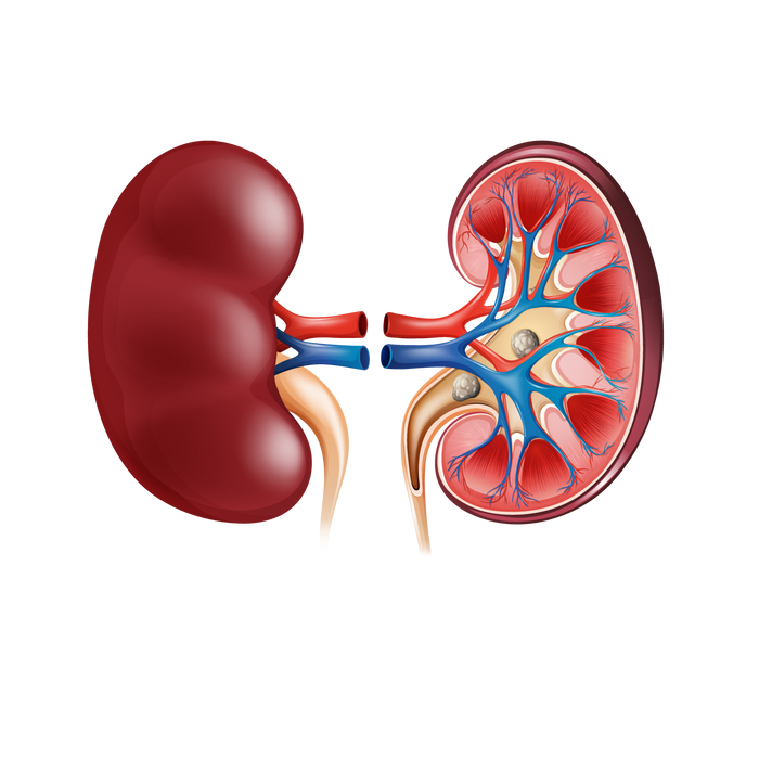 Renal Pathways