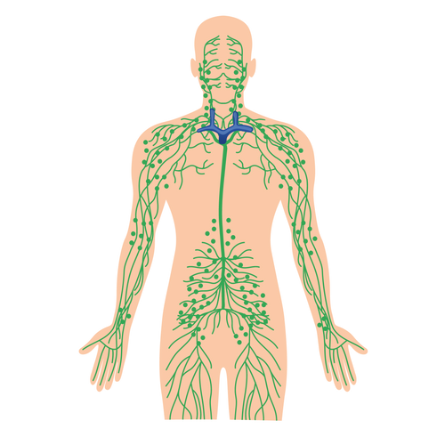 Lymphatic Circulation & Drainage 