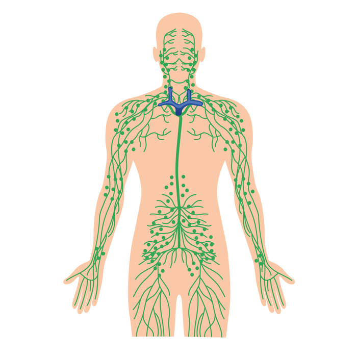 Lymphatic Circulation & Drainage 