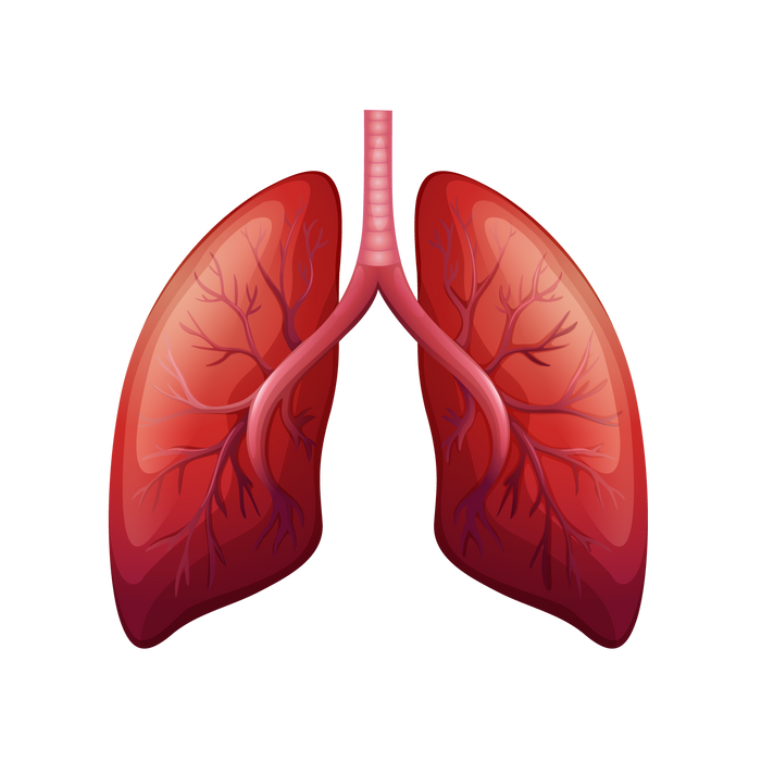  Respiratory System