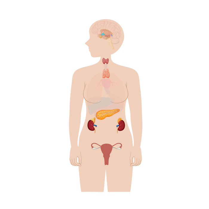 Endocrine System