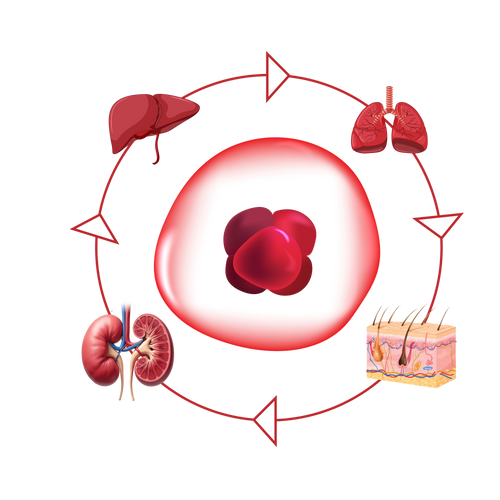 Cellular Waste Detoxification 