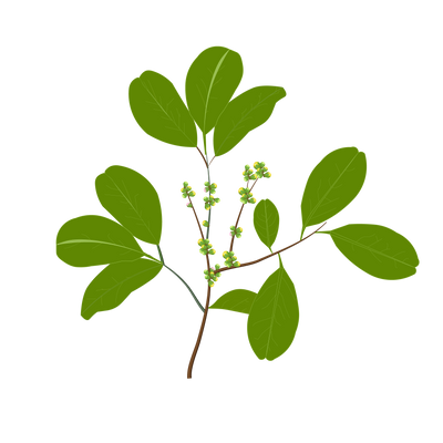 Asana (Pterocarpus Marsupium)