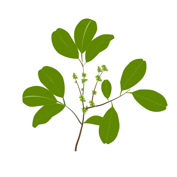 asana-pterocarpus-marsupium