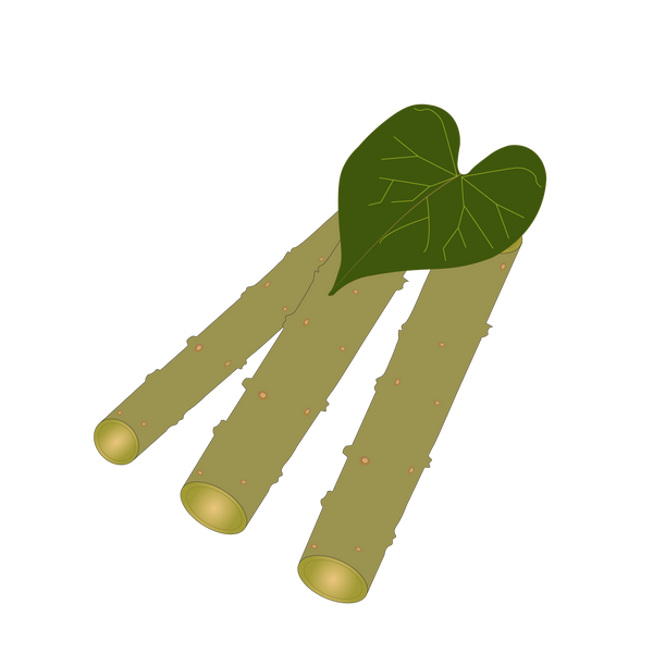 guduchi-stem-tinospora-cordifolia