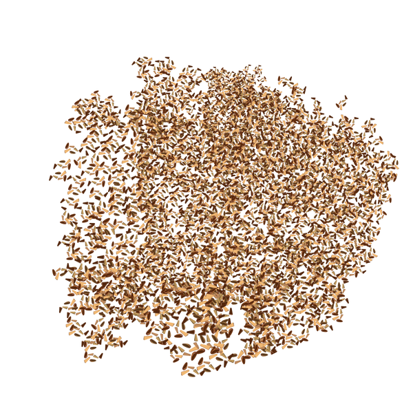 ksani-cichorium-intybus