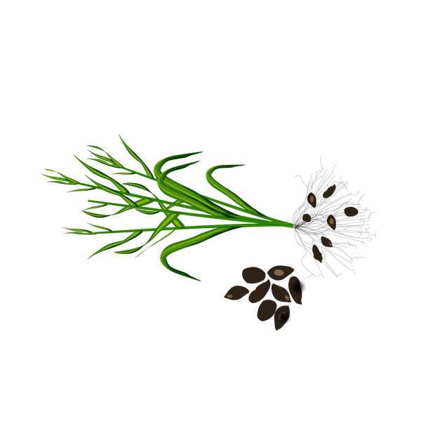 musta-cyperus-rotundus