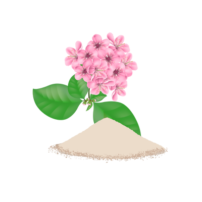 Punarnava (Boerhavia Diffusa)