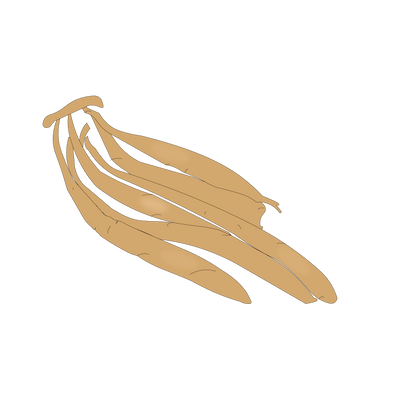 Shatavari (Asparagus Racemosus)
