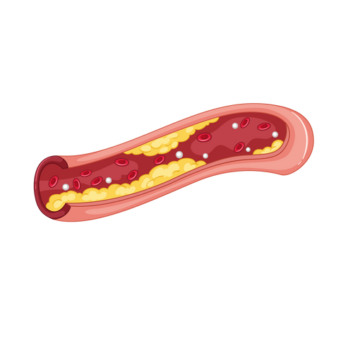 Lipid Metabolism