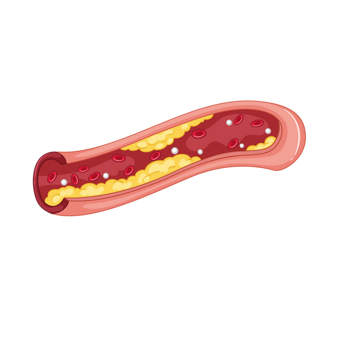 Lipid Metabolism