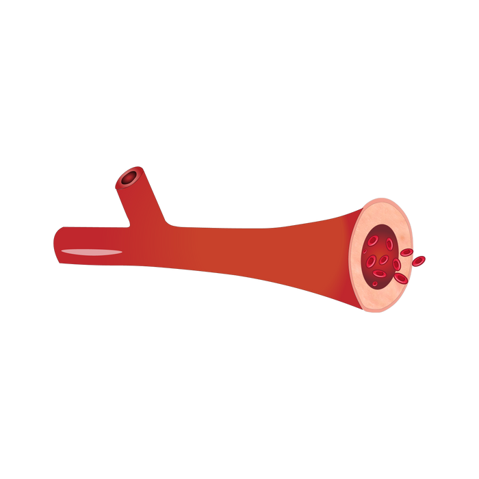 Vascular Integrity