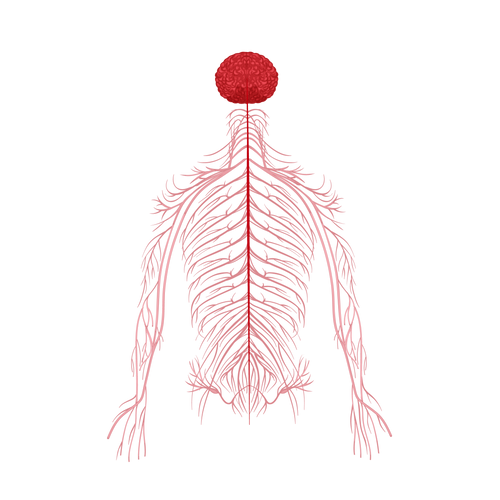 Enhanced Circulatory Flow