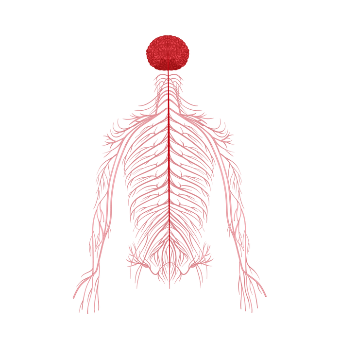 Enhanced Circulatory Flow